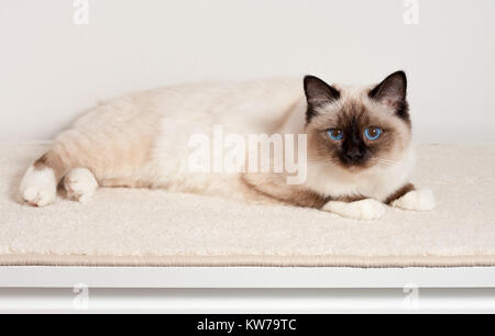 Ein Seal Point Birma Katze, 9 Monate alten Katze, Mann mit blauen Augen liegt auf Teppich Stockfoto