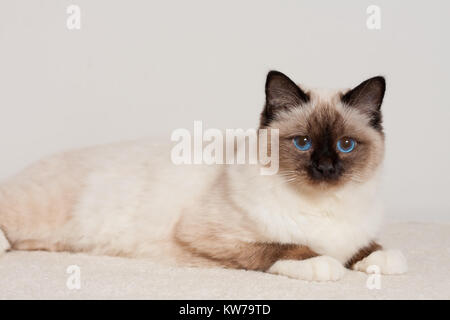 Ein Seal Point Birma Katze, 9 Monate alten Katze, Mann mit blauen Augen liegt auf Teppich Stockfoto