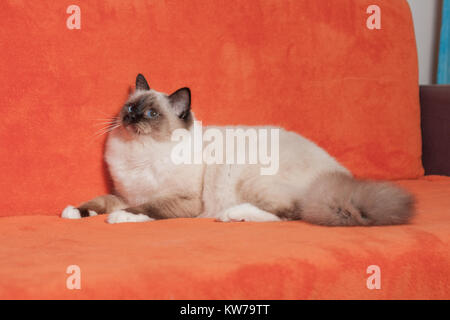 Ein Seal Point Birma Katze, 9 Monate alten Katze, Mann mit blauen Augen auf dem Sofa liegend Stockfoto