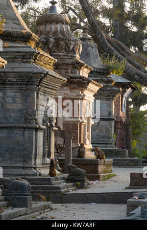 Aus Gründen der Heiligen Pashupatinath Tempel, Kathmandu, Nepal Stockfoto