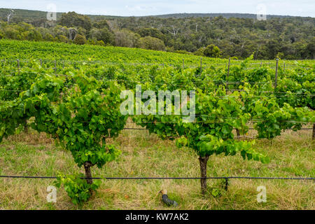 Grüne grüne Laub von Weinreben und Gummi Bäume im Hintergrund in Margaret River, Western Australia. Stockfoto