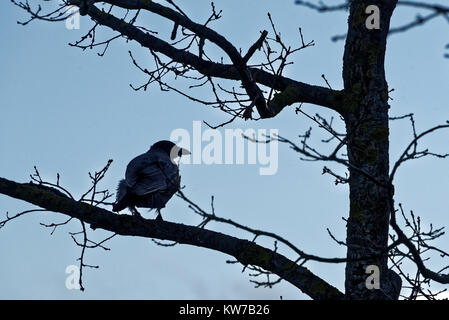 Die Nebelkrähe (Corvus cornix) (auch "Hoodie) ist eine Eurasische Vogel Arten in der Gattung Corvus. Stockfoto