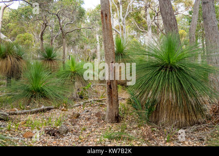 Xanthorrhoea preissii oder Gras Bäume im Eukalyptuswald in Margaret River, Western Australia. Stockfoto