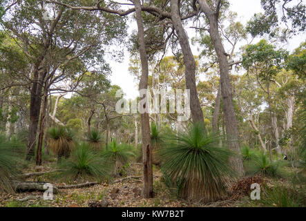 Xanthorrhoea preissii oder Gras Bäume im Eukalyptuswald in Margaret River, Western Australia. Stockfoto