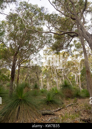 Xanthorrhoea preissii oder Gras Bäume im Eukalyptuswald in Margaret River, Western Australia. Stockfoto