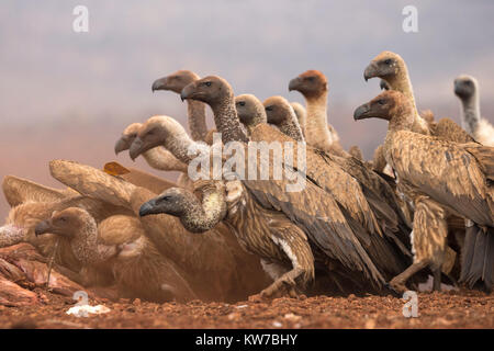 Weißrückenspecht Geier (abgeschottet Africanus) Fütterung, Zimanga private Game reserve, KwaZulu-Natal, Südafrika, September 2016 Stockfoto