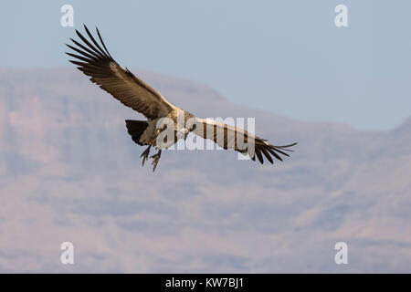 Cape Vulture (Tylose in coprotheres), Giant's Castle Game Reserve, KwaZulu-Natal, Südafrika, September 2017 Stockfoto