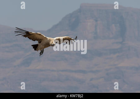 Cape Vulture (Tylose in coprotheres), Giant's Castle Game Reserve, KwaZulu-Natal, Südafrika, September 2017 Stockfoto