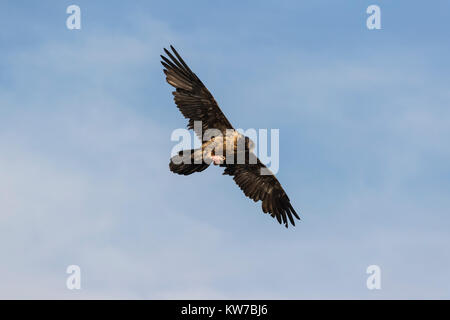 Bartgeier (Gypaetus Barbatus) Unreife, im dritten Jahr, Knochen, Giant's Castle Game Reserve, KwaZulu-Natal, Südafrika, September 2017 Stockfoto