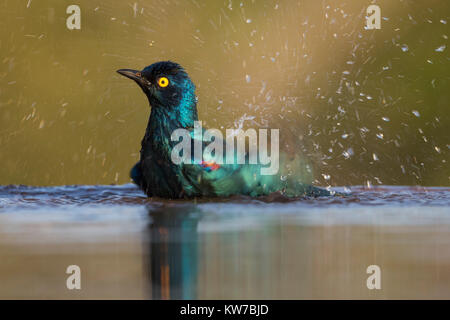 Kap glossy Starling (Lamprotornis nitens) baden, Zimanga Private Game Reserve, Südafrika, Juni 2017 Stockfoto