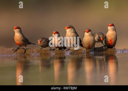 Gemeinsame waxbills (Estrilda astrild) am Wasser, Zimanga Private Game Reserve, KwaZulu-Natal, Südafrika, September 2017 Stockfoto