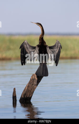 Afrikanische schlangenhalsvogel (anhinga Rufa), Chobe National Park, Botswana, Juni 2017 Stockfoto