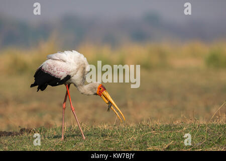 Yellowbilled Stork (mycteria Ibis), mit Raub, Chobe National Park, Botswana, Afrika, September 2017 Stockfoto