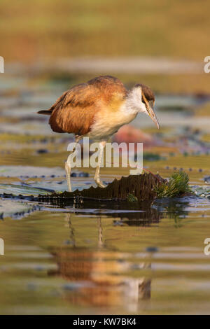 African jacana (Actophilornis africanus) Jugendkriminalität, Chobe River, Botswana, September 2017 Stockfoto