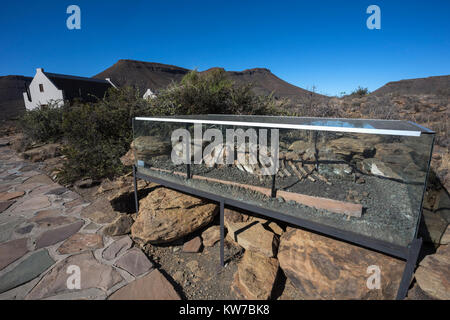 Fossil Trail, mit Reproduktion Bradysaurus Skelett, Karoo Nationalpark Rest Camp, Western Cape, Südafrika, September 2017 Stockfoto