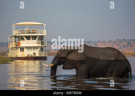 Afrikanischer Elefant (Loxodonta africana) Fluß in der Nähe von Pangolin Voyager Hausboot, Chobe River, Botswana, September 2017 Stockfoto