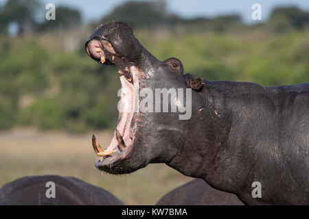 Flusspferd (Hippopotamus amphibius) Gähnen, Chobe National Park, Botswana, Afrika, Juni 2017 Stockfoto