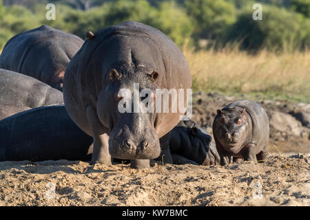 Flusspferd (Hippopotamus amphibius) mit Kalb, Chobe National Park, Botswana, Afrika, Juni 2017 Stockfoto