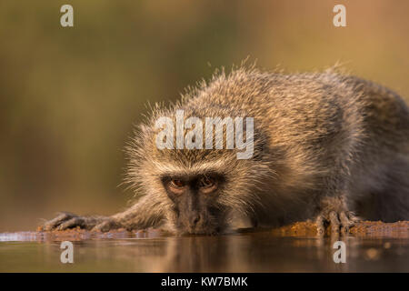 Meerkatze (Chlorocebus pygerythrus) trinken, Zimanga Game Reserve, KwaZulu-Natal, Südafrika, September 2017 Stockfoto