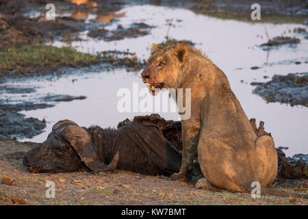 Junger männlicher Löwe (Panthera leo) auf Büffel zu töten, Chobe National Park, Botswana, September 2016 Stockfoto