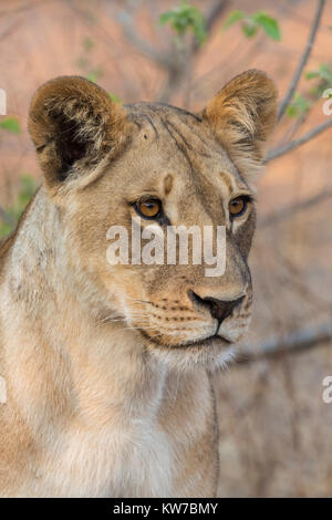 Löwin (Panthera leo), Chobe National Park, Botswana, September 2017 Stockfoto