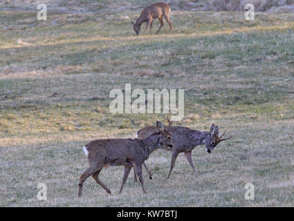 Röbcks in Rut, kämpfen. Doe im Hintergrund Stockfoto