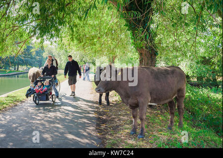 Cambridge Großbritannien Sommer, eine junge Familie am Fluss Cam pass Vieh Roaming in den Rückseiten (Wasser Wiesen) im Zentrum von Cambridge, England. Stockfoto