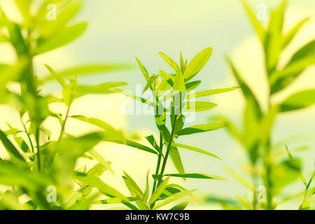 Willkommen s Frühling, grün ist in Stockfoto