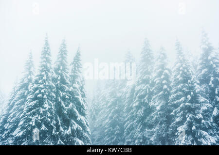 Winterlandschaft in den Vogesen, Frankreich: Blick auf verschneite Tannen an einem nebligen und Moody Tag. Stockfoto