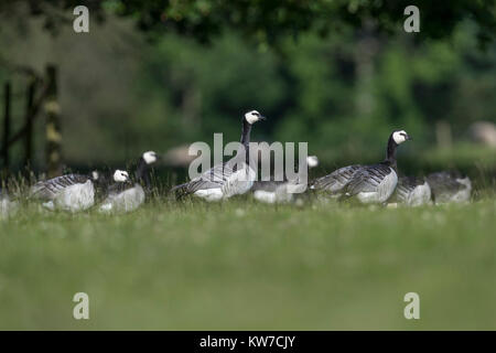 Nonnengans, Branta leucopsis Herde Cumbria, Großbritannien Stockfoto