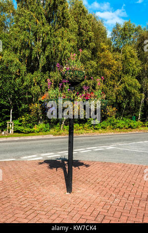 An der Seite der Straße einen stabilen schwarzen Standfuß unterstützt drei Ampeln mit blühenden Blumen vor dem Hintergrund der hohen grünen Bäumen, Stockfoto