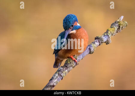 Die atemberaubende Eisvogel. Im Sommer Leys Naturschutzgebiet am 19. November 2017 berücksichtigt. Der Eisvogel war Angeln von einem niedrigen Ast Tauchen für Fische. Stockfoto