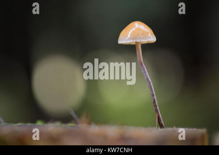 Bokeh auf Pilz; Cornwall, UK Stockfoto