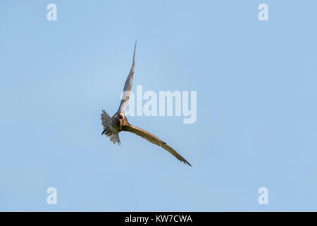 Curlew; Numenius arquata einzelnen Aufruf im Flug Yorkshire, UK Stockfoto