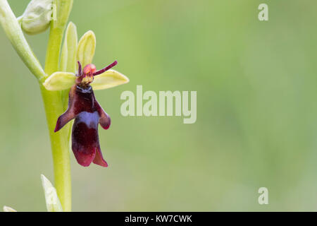 Orchidee Ophrys insectifera Fliegen; blühende Cumbria, Großbritannien Stockfoto