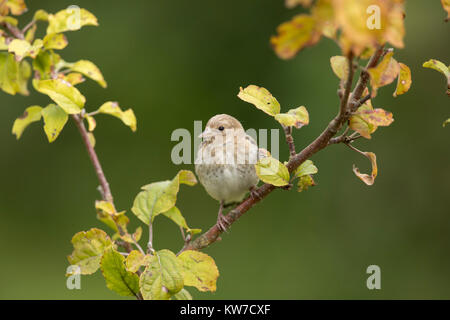 Goldfinch; Carduelis carduelis einzelne Junge auf Crab Apple Tree Cornwall, UK Stockfoto