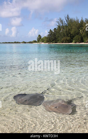 Zwei Stachelrochen im Wasser in der Nähe vom Strand. Stockfoto