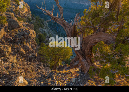 In der wilden Flüsse Bereich der Rio Grande del Norte National Monument in der Nähe von Taos, New Mexico, USA Stockfoto