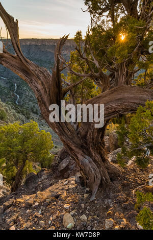 In der wilden Flüsse Bereich der Rio Grande del Norte National Monument in der Nähe von Taos, New Mexico, USA Stockfoto