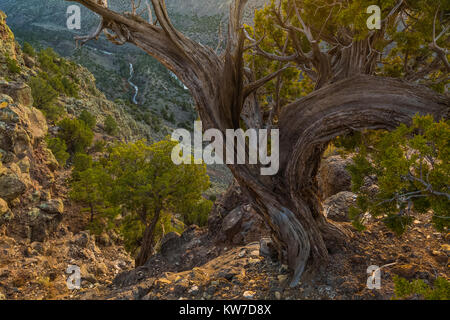 In der wilden Flüsse Bereich der Rio Grande del Norte National Monument in der Nähe von Taos, New Mexico, USA Stockfoto