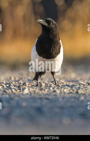 Schwarz-billed Elster, Pica hudsonia, nahrungssuche in der wilden Flüsse Bereich der Rio Grande del Norte National Monument in der Nähe von Taos, New Mexico, USA Stockfoto