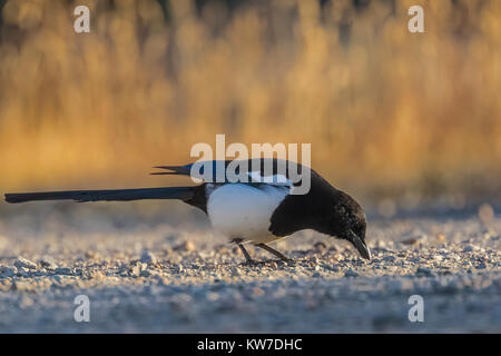 Schwarz-billed Elster, Pica hudsonia, nahrungssuche in der wilden Flüsse Bereich der Rio Grande del Norte National Monument in der Nähe von Taos, New Mexico, USA Stockfoto