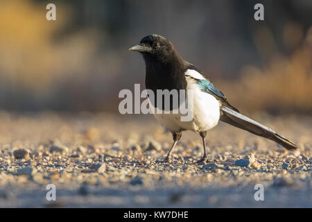 Schwarz-billed Elster, Pica hudsonia, nahrungssuche in der wilden Flüsse Bereich der Rio Grande del Norte National Monument in der Nähe von Taos, New Mexico, USA Stockfoto