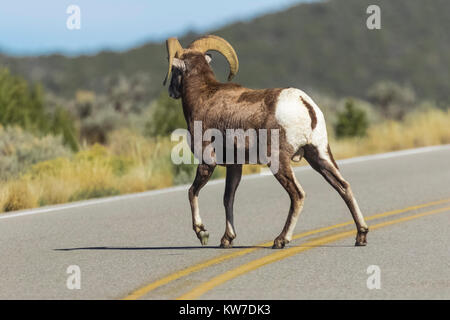 Desert Bighorn Schaf, Ovis canadensis nelsoni, Ram überfahrt-Straße im Bereich der wilden Flüsse Rio Grande del Norte National Monument in der Nähe von Taos, New Mexi Stockfoto