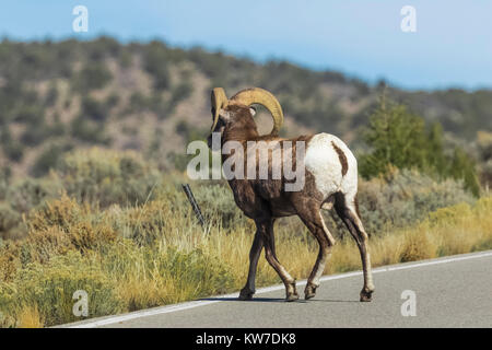 Desert Bighorn Schaf, Ovis canadensis nelsoni, Ram überfahrt-Straße im Bereich der wilden Flüsse Rio Grande del Norte National Monument in der Nähe von Taos, New Mexi Stockfoto