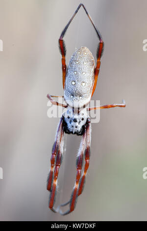 Golden Orb-Weaver Spinne (Nephila edulis) im Web ein. Entwood Heiligtum. Sandleton. Murraylands. South Australia. Australien. Stockfoto