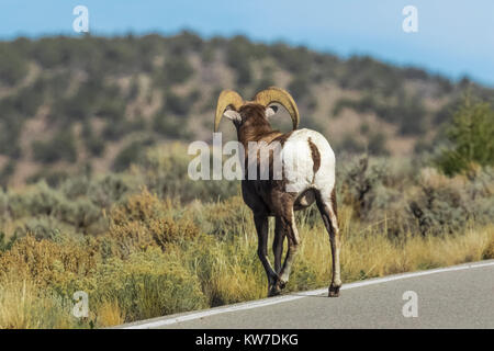 Desert Bighorn Schaf, Ovis canadensis nelsoni, Ram überfahrt-Straße im Bereich der wilden Flüsse Rio Grande del Norte National Monument in der Nähe von Taos, New Mexi Stockfoto