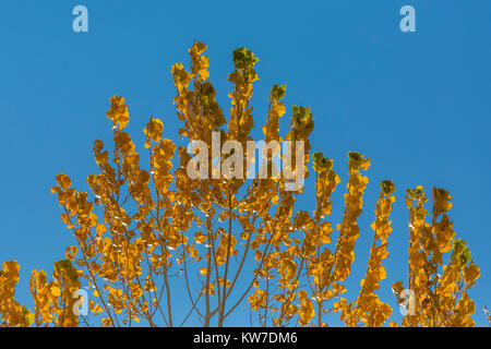 Herbst cottonwood Blätter am Rio Bravo Campingplatz in der orilla Verde Erholungsgebiet, in Rio Grande del Norte National Monument, in der Nähe von Pilar und Taos, Stockfoto