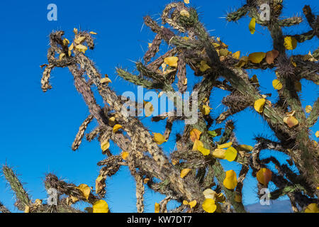 Herbst Blätter auf Cholla Cactus in Rio Grande Gorge State Park neben Rio Grande del Norte National Monument, New Mexico, USA gefangen Stockfoto