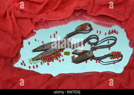 Zwei alte rostige Schere auf blauem Hintergrund unter den kleinen roten Beeren durch rote Tuch umgeben, modernes Design einer Wand. Stockfoto